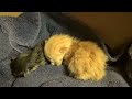 Mama Cat Rejects Newborn Kittens ~ Taking Over Care ~ Warm Them & Feed Them - 3 Days Old