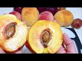 VARIETIES COLOR PEACH FRUIT IN JAPAN|| PEACH FRUIT FLOWER||পীচ ফল||