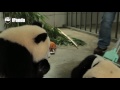This Is The Proper Way To Hand Wash A Panda