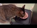 【俺得動画】猫がごはんを食べてる音に癒された【咀嚼音】