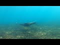 Seal in Boat Harbour