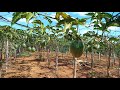 ចំការផាសិន_Passion fruit farm