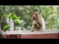 Baby Animals 4K - Amazing World Of Young Animals | Scenic Relaxation Film