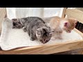 ゆるゆるにゃんプロの横でくつろぐ子猫【かぐ告兄妹日記#14】Kitten relaxing next to cats playing with each other.