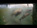 Umpqua Fish Ladder 5 15 23