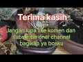 Pake Tips Ini ⁉️3 Minggu Bahan Santigi mawar pada Trubus