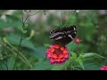 Beautiful Butterflies and Flowers in the Garden!