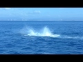 Humpback Whale Tail Slapping