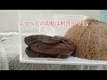 ホトケドジョウの観察に行ったら違う生き物にテンション上がった【ガサガサ】