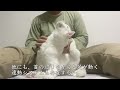 猫うっとり！新たなる猫マッサージ