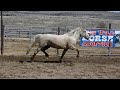 #4780 13yo Appaloosa mare 16h warm springs