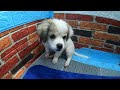 The dog was abandoned in front of a stranger's house. The puppy looked for help | Animal Diary