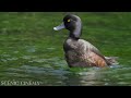 Tropical Bird Sounds - Scenic Relaxation Birds | Birds Nature Video | 4K Birds Scenic Cinema