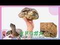 【亀飼育初心者🔰必見】turtle  breeding beginnermust seeカメさんに与えてダメな餌【最終回】#爬虫類とカエルに洗脳ch