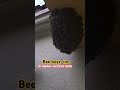 @beeboyzinc.7941 Bee removal Pembroke Pines. #savethebees #beelife #beekeeping #shortsvideo