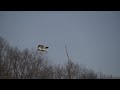 A Red-Tailed Hawk