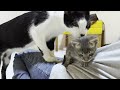 Mu, an older cat, dotes with great love on a rescued kitten who is not related by blood