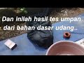 Racikan umpan ikan mas bahan dasar udang langsung tes dikolam pemancingan harian