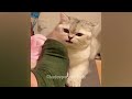 Cute! Silly cats 🤣 Funniest Catss 2024 🤣