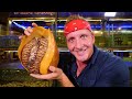 $10 Snail VS $120 Snail!!! Rare GIANT Seafood in Asia!!