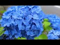 2022年6月紫陽花礼讃: Hydrangea in June 2022