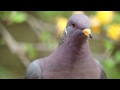 april 29 2014 16:07 - Band-Tailed Pigeon