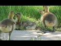 Spring Delight: Newborn Goslings Take Their First Steps! Part 2