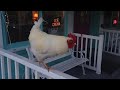 The Rooster of New Smyrna Beach