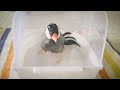桜文鳥マルちゃんの水浴び🛀