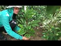 How to Grow Sweetsop tree with Aloe Vera Fruit / How do you add aloe vera to plants?