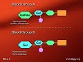 Blood Groups Overview