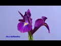 Iris Family time lapses, Bearded Iris, reticulata, sibirica, laeviagata, x hollandica, foetodissima.