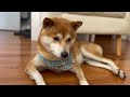 Are Shiba Inus REALLY that Independent? The honest truth...