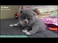 🐱🐶The big dog leading the little dog around &more || TikTok Animals-Funny and Cute Channel.🐒🐦
