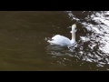 Swan Kills Goose in River