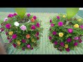 Recycle plastic bottles to make a balcony hanging garden to grow beautiful Portulaca (Mossrose)