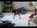Doberman Pinscher pup runs circles and chases tail