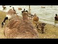 Nature Relaxation - Feeding Ducks Geese Swans on a Lake - All Natural Sound - 4K