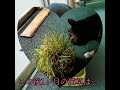 初の猫草と1ヶ月後🤔💞🌱