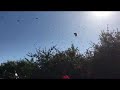 Backyard Swarm