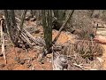 Hiking the Cunucu Arikok trail in Aruba