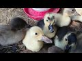 Brooding Duck ADOPTS the EGGS! - The Daily Duck: S3E13