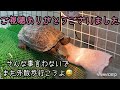 ニホンイシガメ忍者えにし🍀パンをもらいにくる／別荘オープン？#クサガメ#ニホンイシガメ