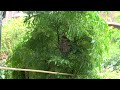 白頭翁用甚麼材料築巢/Light-vented Bulbul Nesting