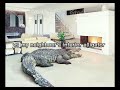 ME Vs My neighbour's INTERIOR ALLIGATOR! (MUST WATCH)