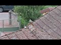 Turtledove on shed.