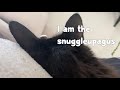 Kitty Snuggle Time with Hambone (goofy cat ASMR spoof)