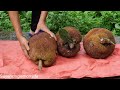 Living in the forest, the girl and her boyfriend picked jackfruit to sell / Suyen Single mom life