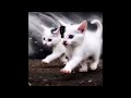 Cute Funny Kittens: AI About Our Family