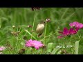 美濃花田的褐頭鷦鶯/Plain Prinia